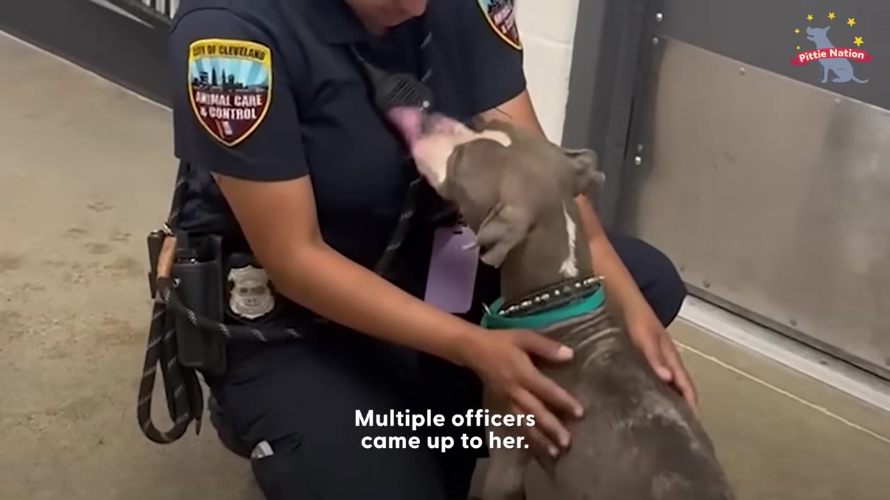 A gray and white dog licks the chest of a kneeling City of Cleveland Animal Care & Control officer.