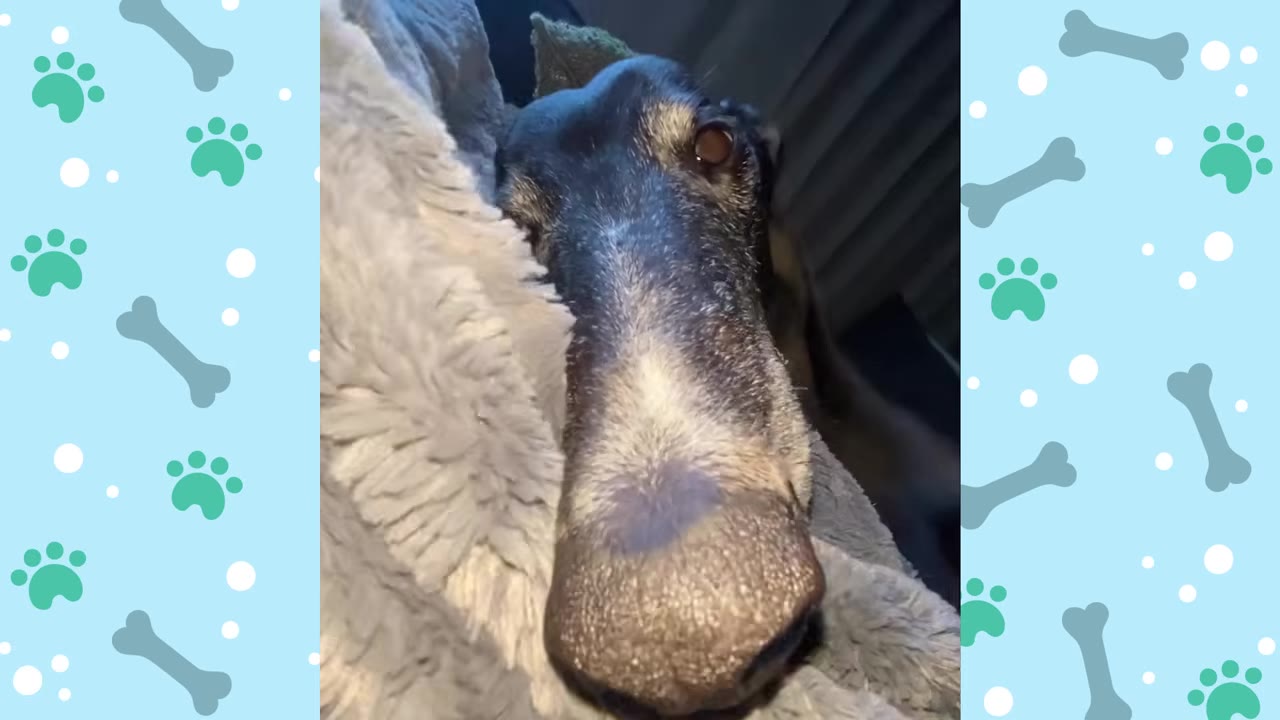 A close-up portrait of a greyhound with a long snout resting its head on a soft grey blanket.