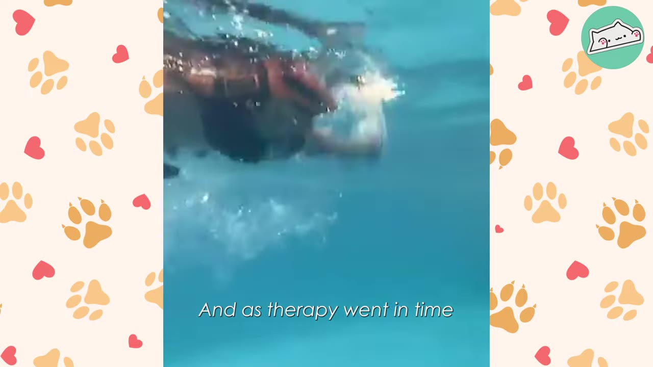 An underwater view of a dog wearing a red life vest swimming in a pool during a hydrotherapy session.