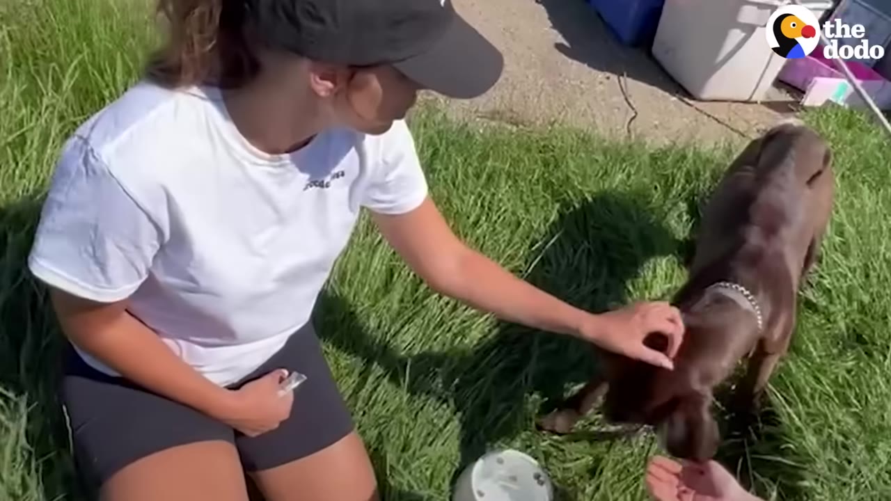 A woman in a white t-shirt and black cap kneels on the grass, gently petting a thin brown dog as it eats from a bowl.