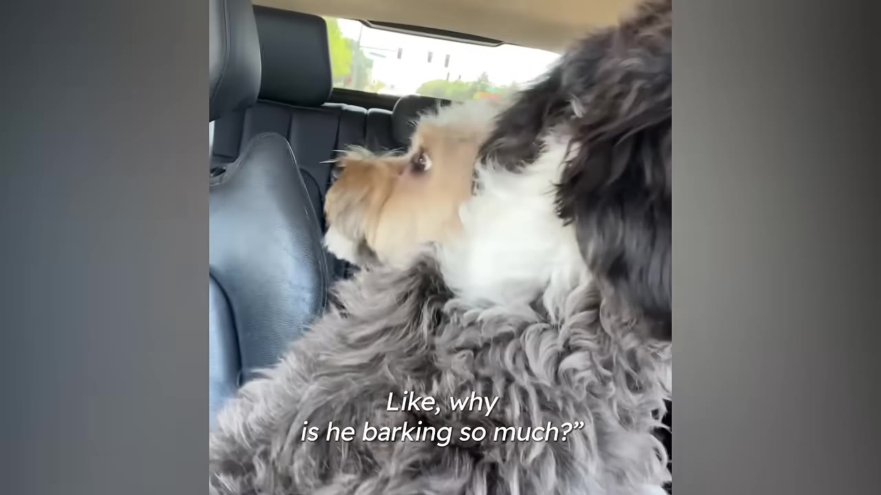 A fluffy grey and white dog sits in the back of a car next to a smaller tan and white dog who looks on with a confused expression.