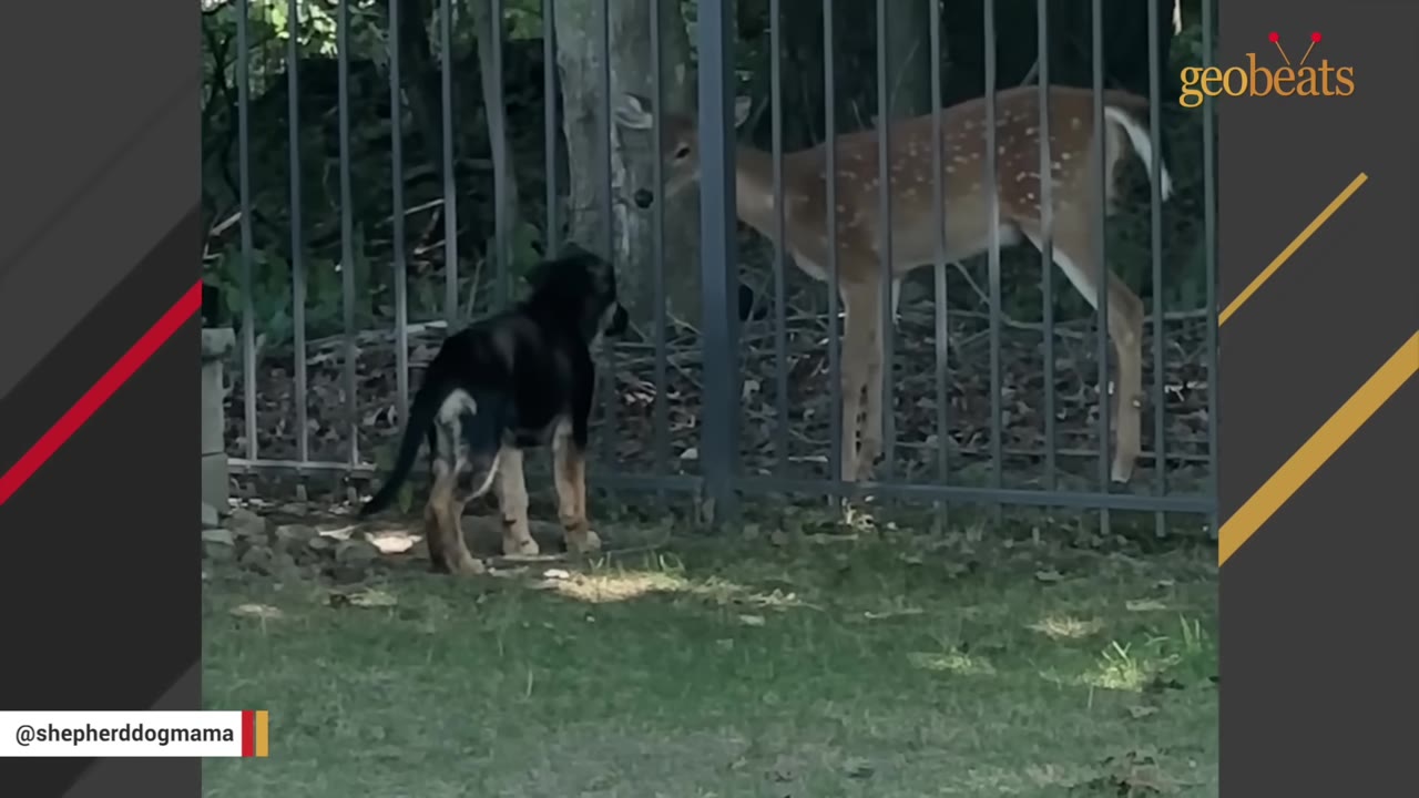 A German Shepherd puppy stands on a grassy lawn looking through a metal fence at a spotted deer standing on the other side.