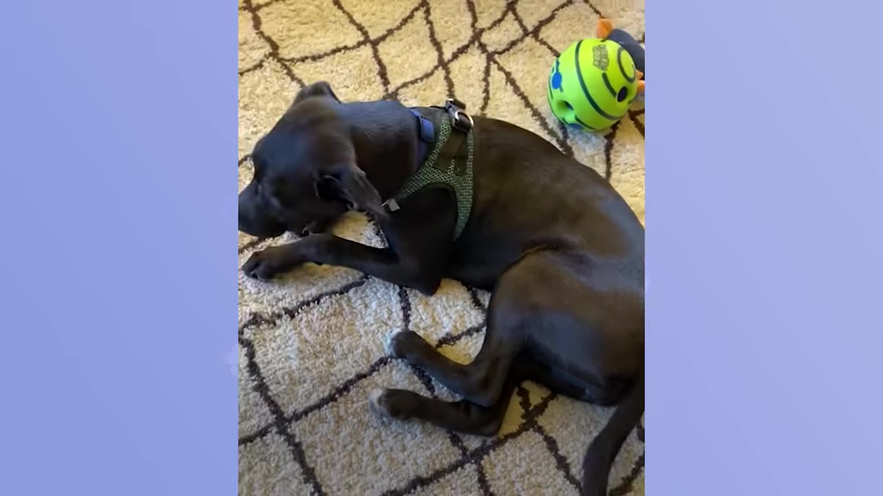 A black dog wearing a green harness lies on a patterned rug next to a green toy.