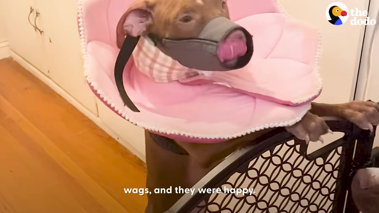 A brown dog wearing a grey muzzle and a pink flower-shaped recovery collar stands on its hind legs behind a black metal pet gate.