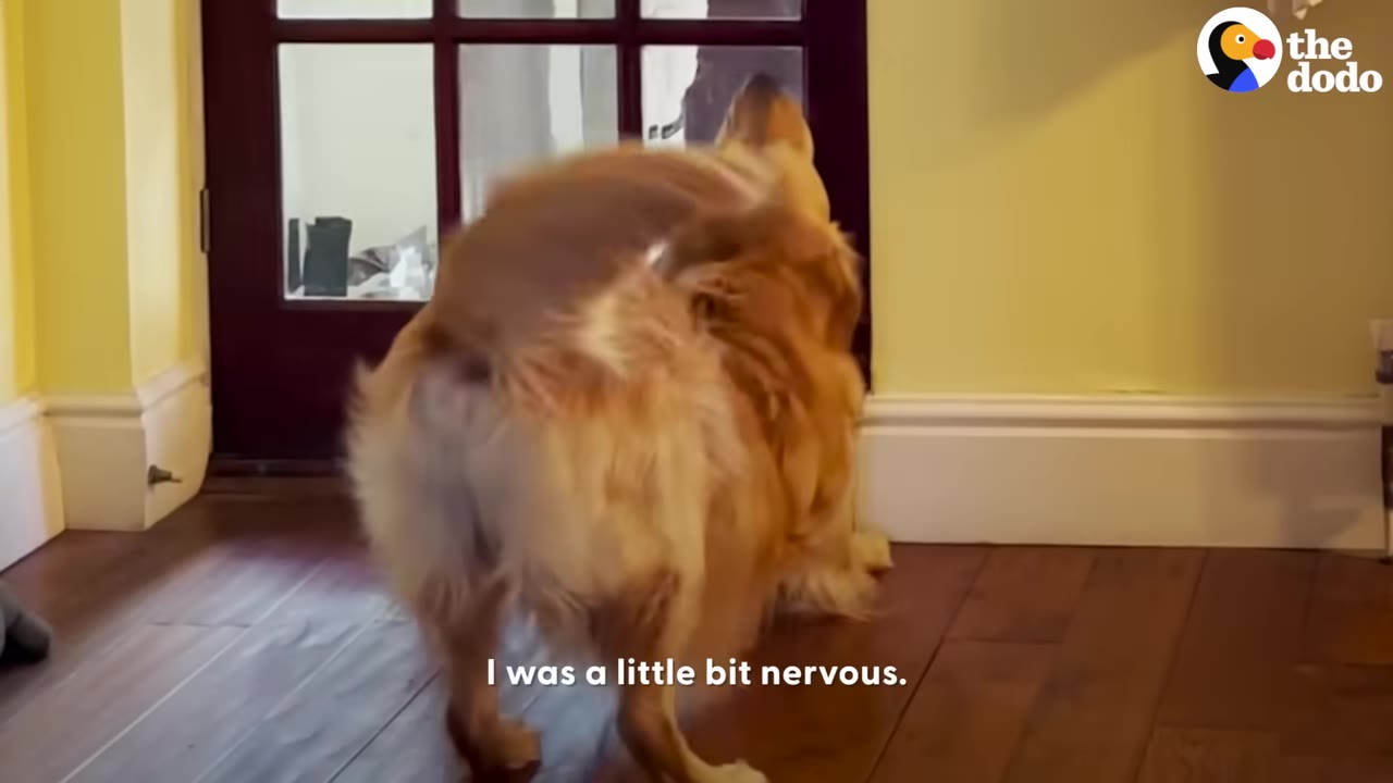 A golden retriever stands by a glass door, looking out, with the caption 'I was a little bit nervous.' on the screen.
