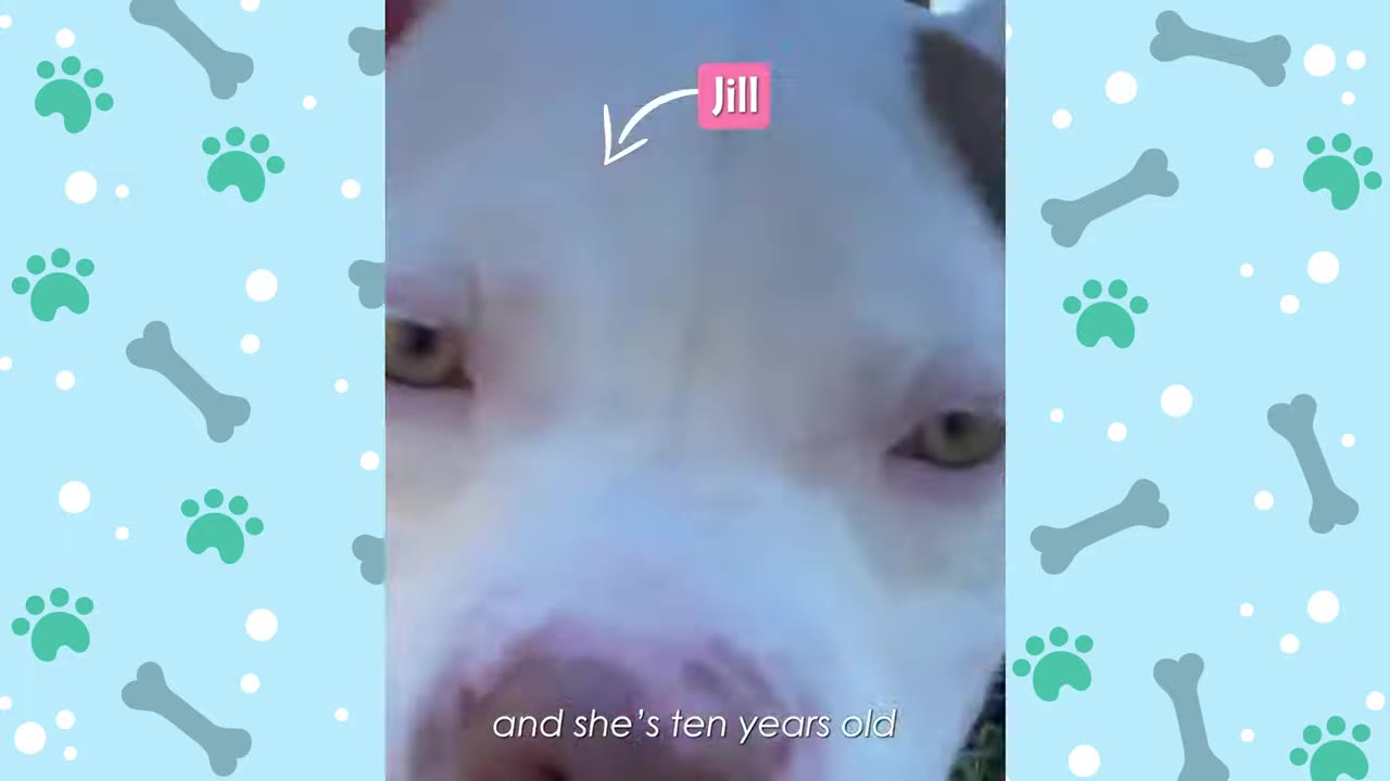 A close-up of a white dog with brown patches around her eyes, with a pink label pointing to her head that reads 'Jill' and subtitle text at the bottom reading 'and she's ten years old'.