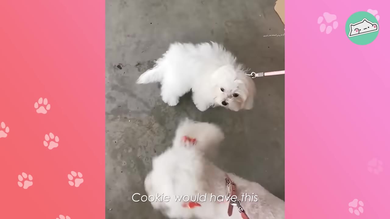 A small white puppy on a pink leash looks up curiously at another white dog during their first meeting.