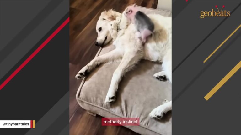 California Woman Introduces A Sickly Piglet To Her Giant Dog And Watches Something Unexpected Happen