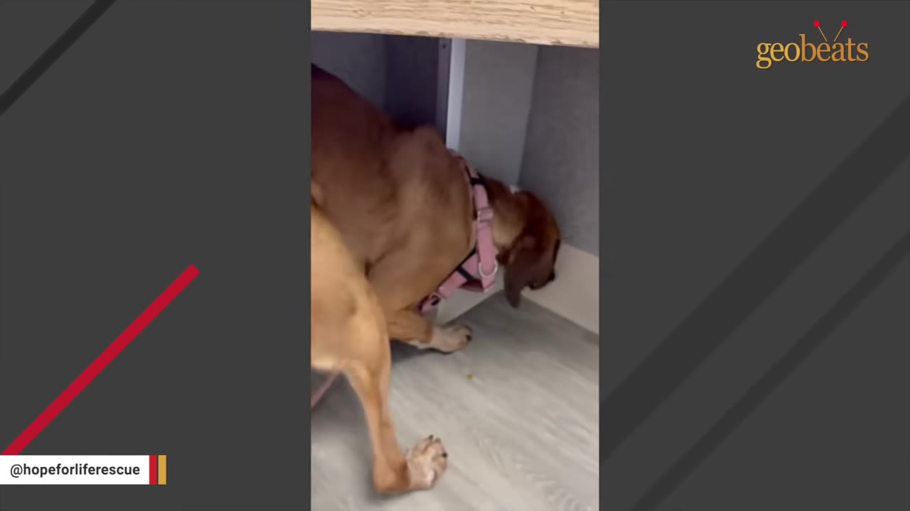 A brown dog wearing a pink harness presses its head into a corner under a desk, trying to hide.