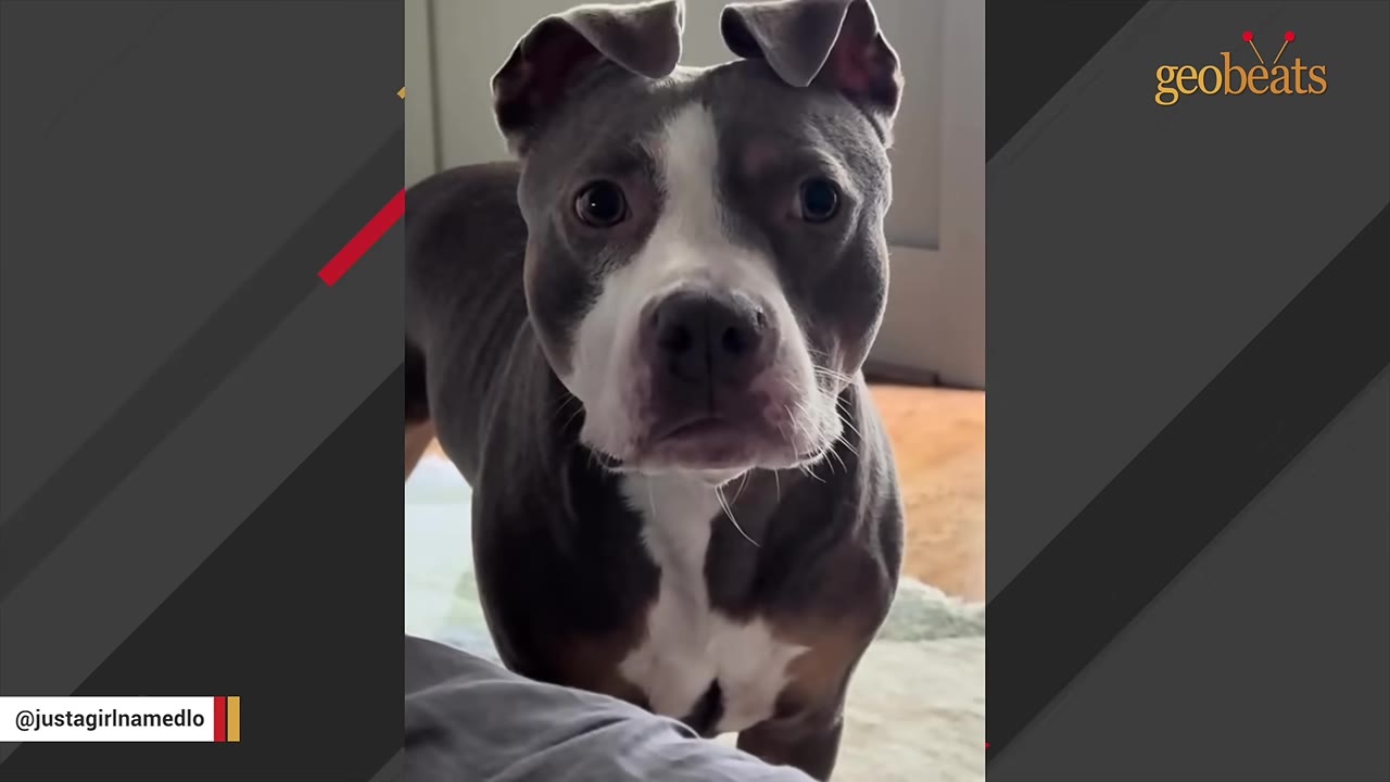 A close-up shot of a grey and white pit bull-type dog with uniquely folded ears looking directly at the camera.