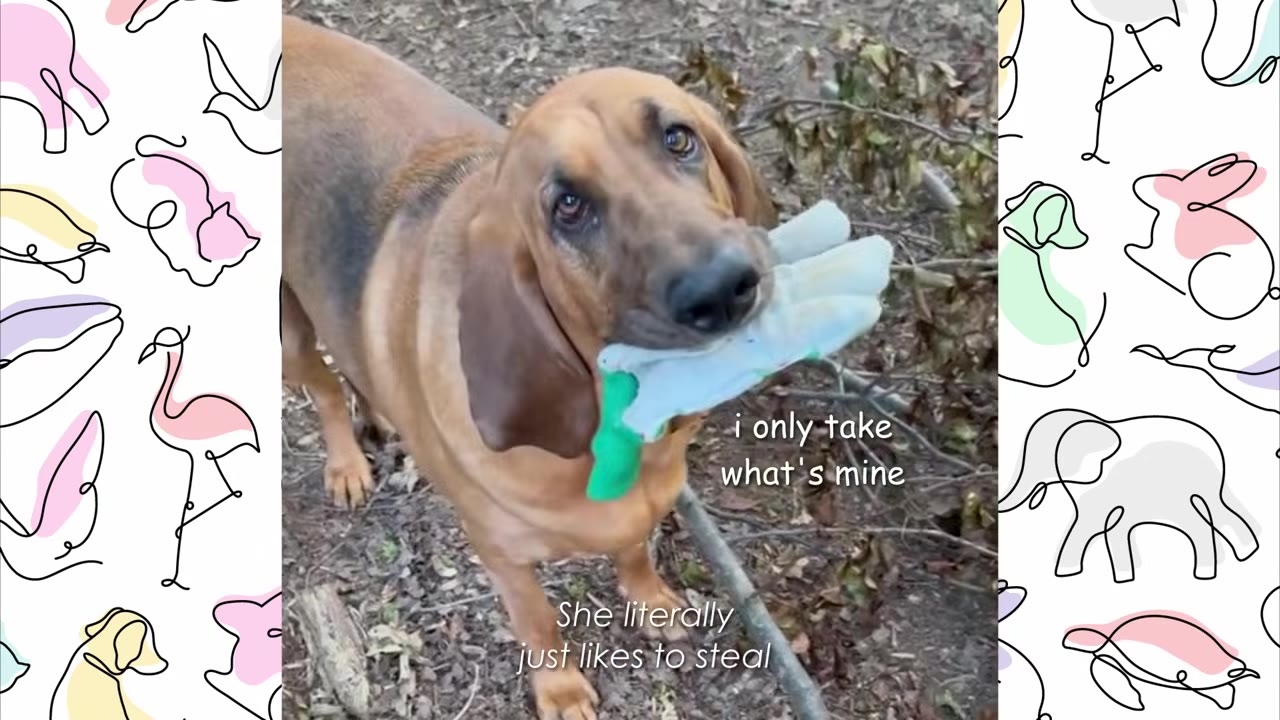 A brown bloodhound dog looking up with sad, expressive eyes while holding a white and green gardening glove in its mouth.
