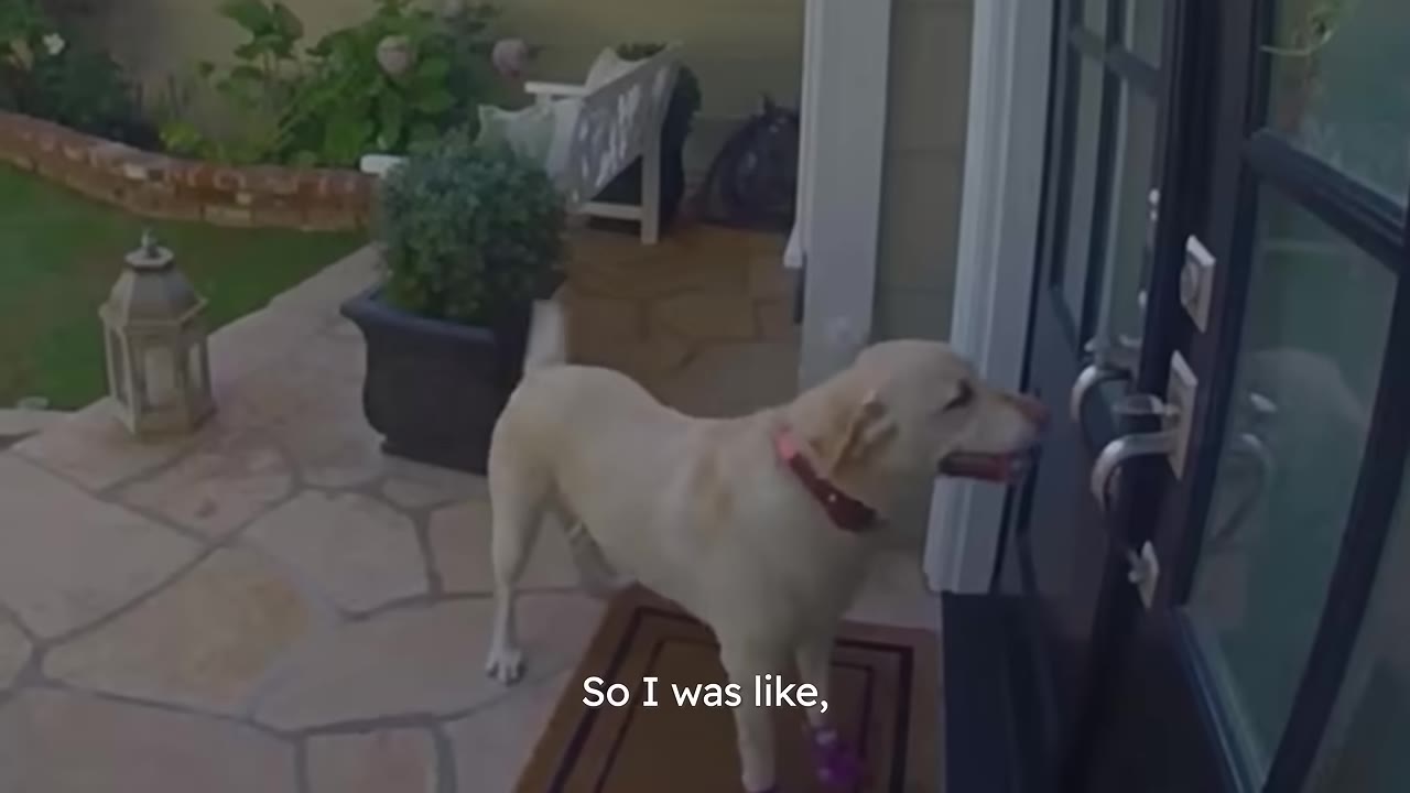 A yellow Labrador retriever stands on a doormat outside a house, looking at the door handle of a closed black door.
