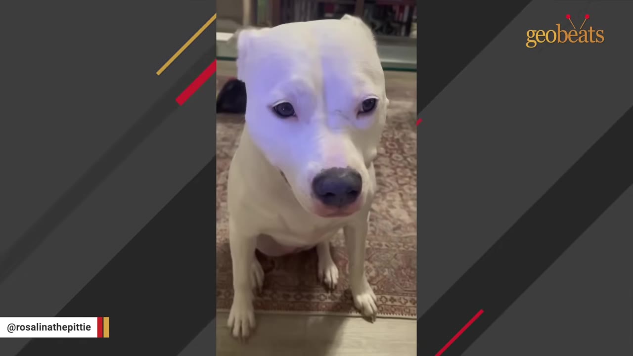 A white dog sitting on a patterned rug, looking directly forward with a curious expression.