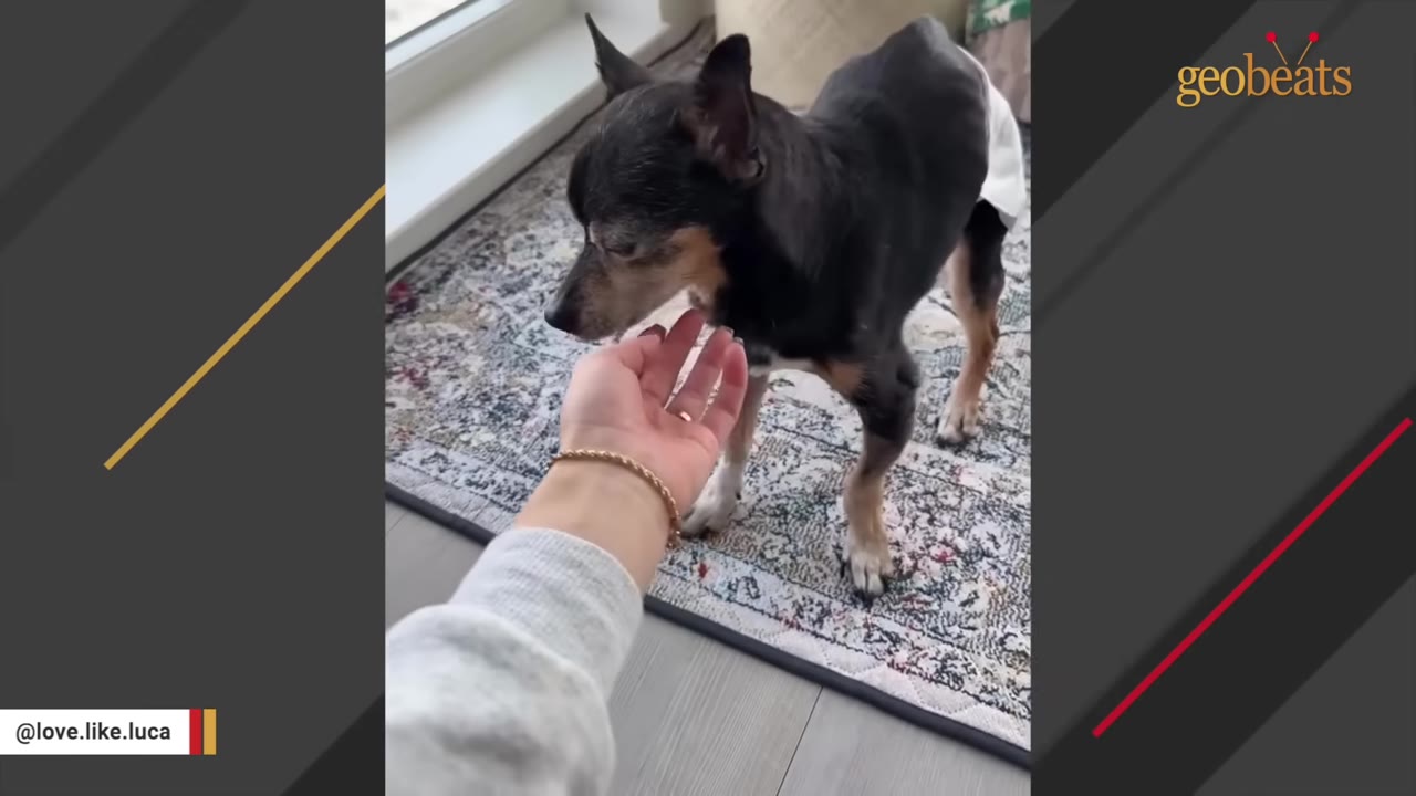 A small black and tan dog stands on a patterned rug as a person's hand gently touches its chin.