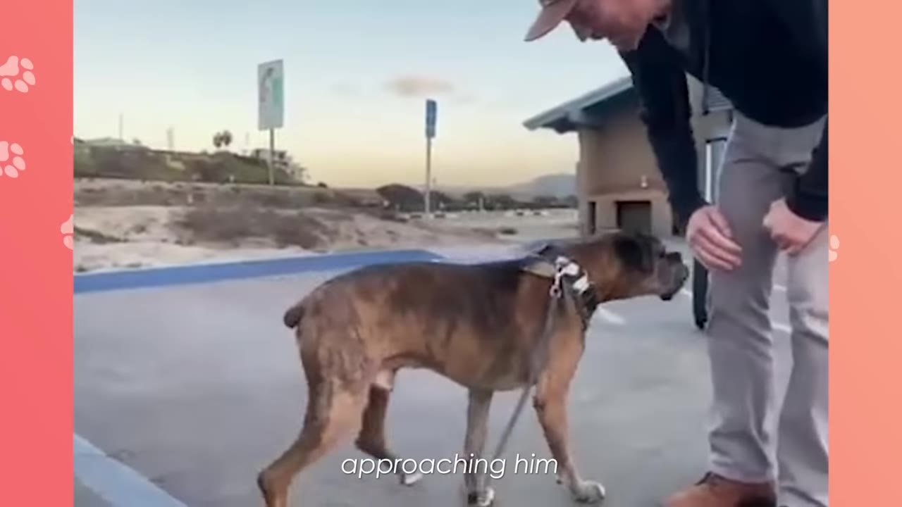 A brindle dog on a leash walks forward in a parking lot, sniffing towards a man standing in front of him.