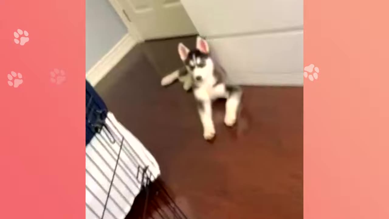 A black and white husky puppy lies on a wooden floor next to a wire crate.