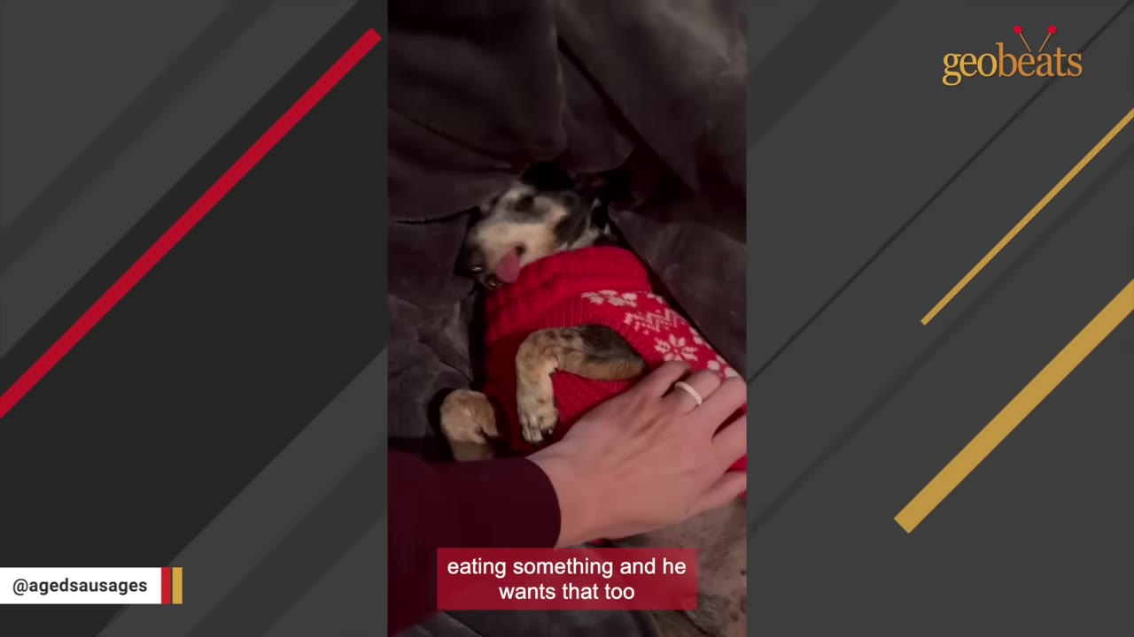 A small dachshund wearing a red patterned sweater lies under a blanket while a hand gently pets him.