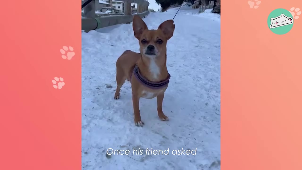 A small brown chihuahua wearing a harness stands on a snowy path, looking directly at the camera.