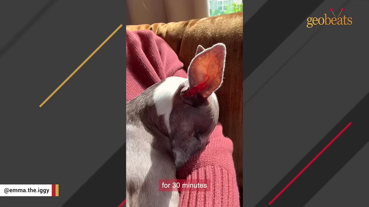 A small grey and white dog with large ears resting its head on a person's arm wearing a pink knit sweater.