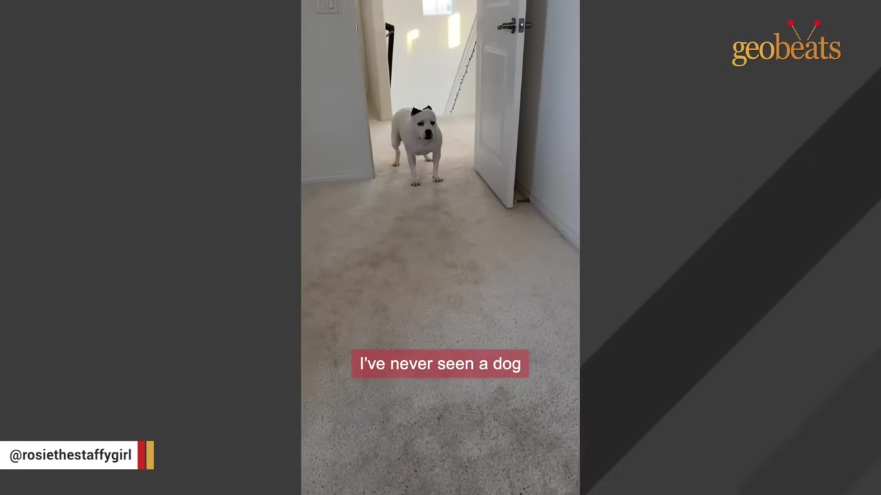A white dog with black ears stands hesitantly at the far end of a carpeted hallway, looking timidly toward the camera.