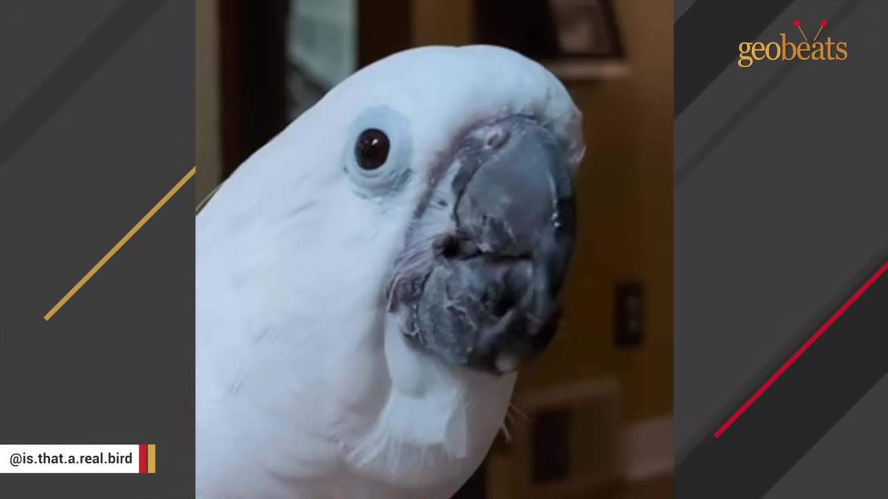 A close-up shot of a white cockatoo looking directly at the camera.