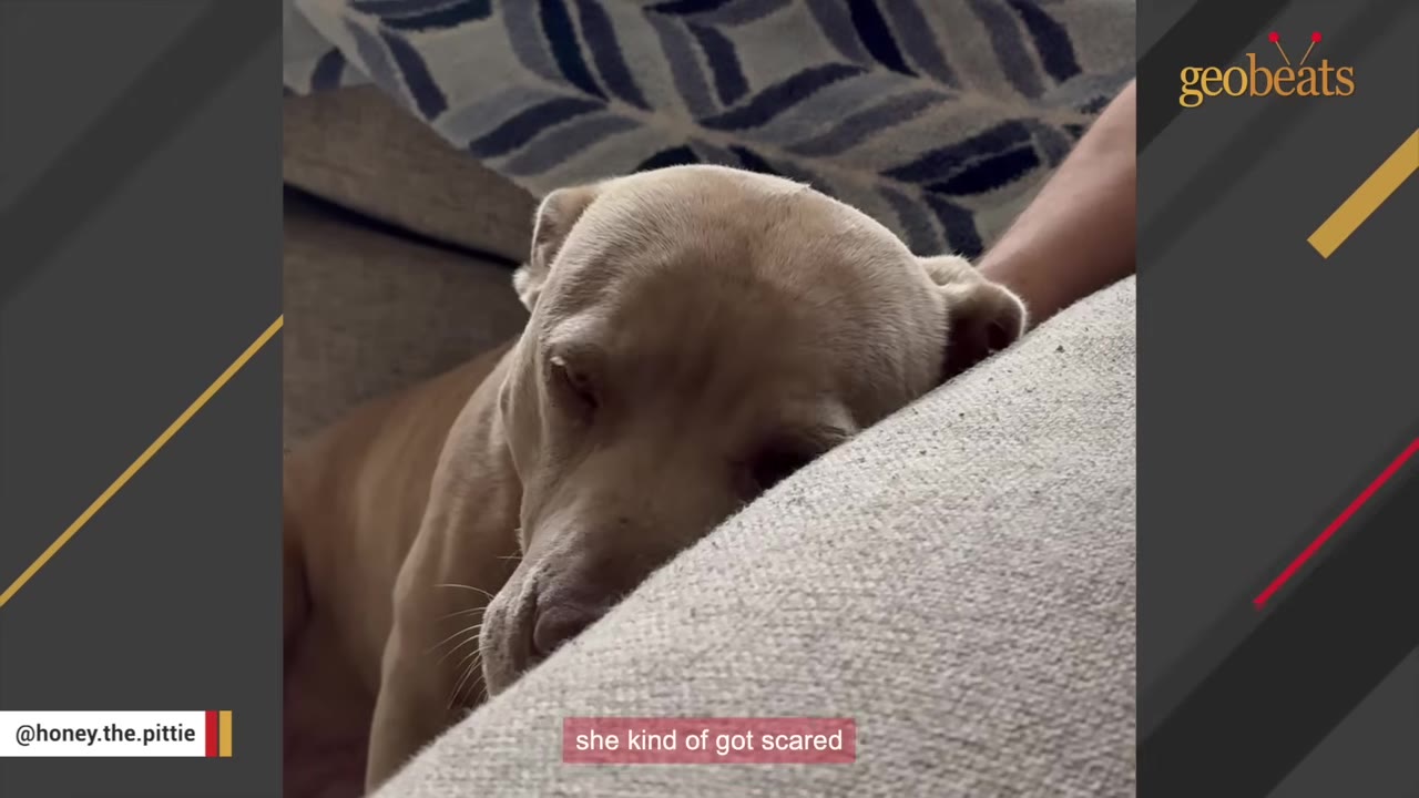 A light brown rescue dog rests her head anxiously against a couch cushion inside a home.
