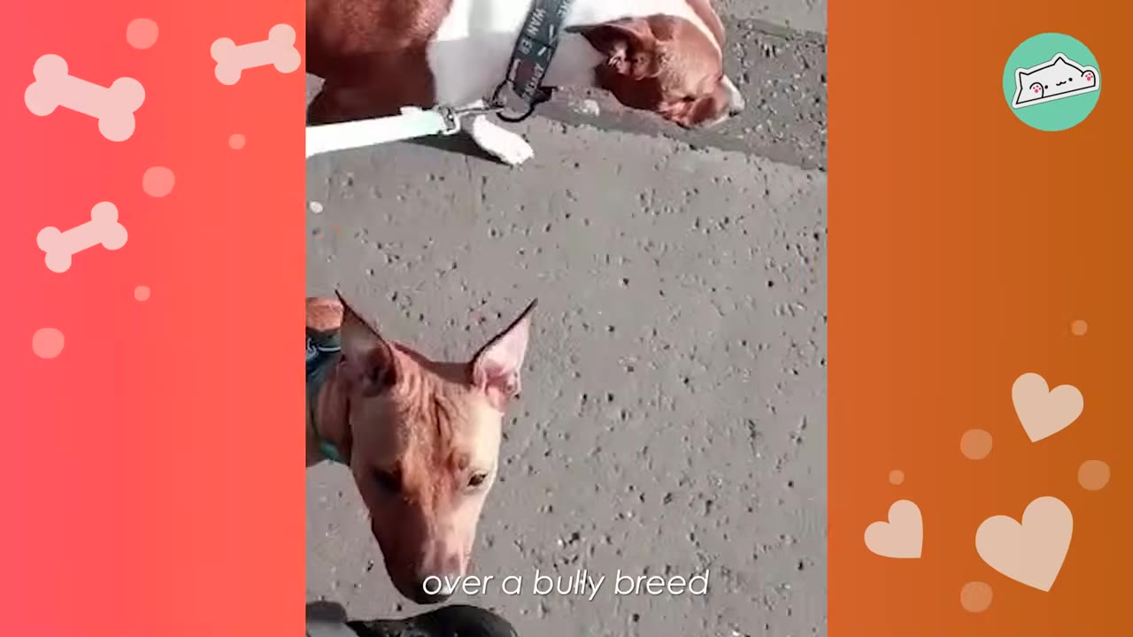 Two bully breed dogs on leashes walking on a paved sidewalk.
