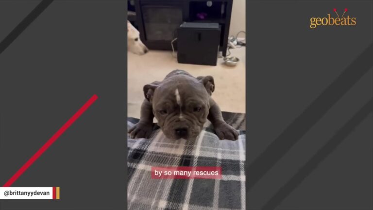 Maryland Dog Passed Over By Rescues Takes A Few Steps Outside Before Her Foster Family Spots A Troubling Clue On Her Leg