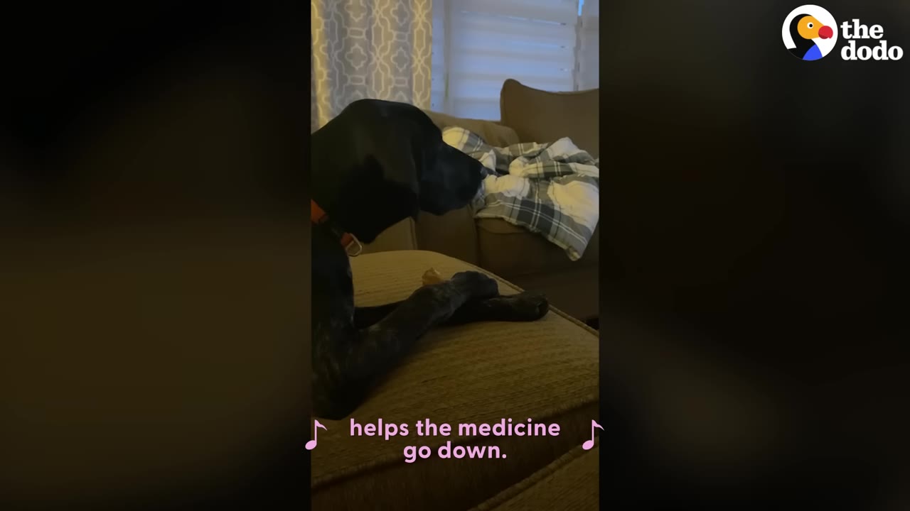 A black dog with a red collar lies on a brown couch, looking towards a window with curtains.