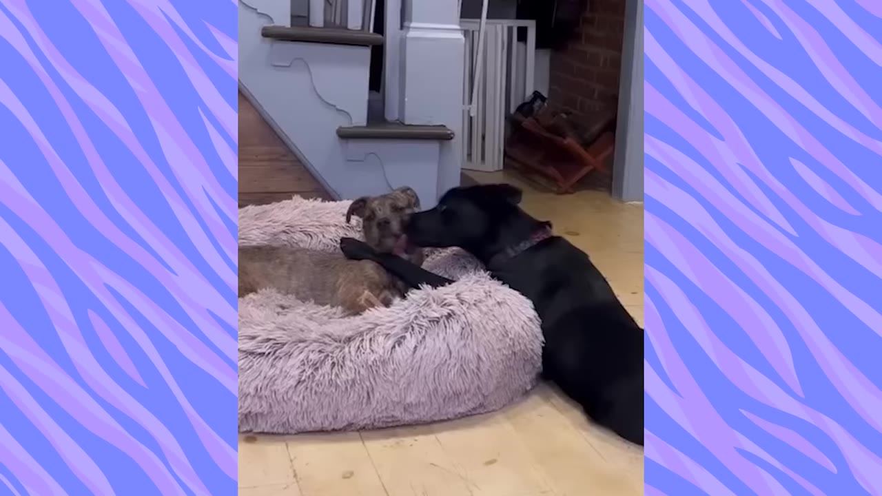 A black dog stands next to a fluffy pink dog bed, gently licking the face of a smaller brindle dog lying inside.
