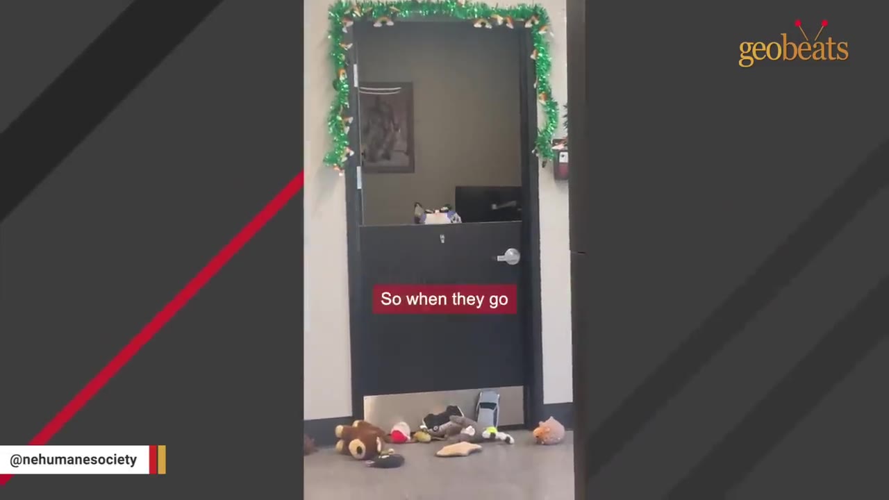 A cat peeks over a black half-door decorated with green tinsel, looking down at a pile of plush toys scattered on the floor.