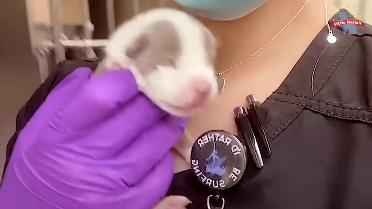 A close-up of a tiny, newborn grey and white puppy being held gently in a hand wearing a purple medical glove.