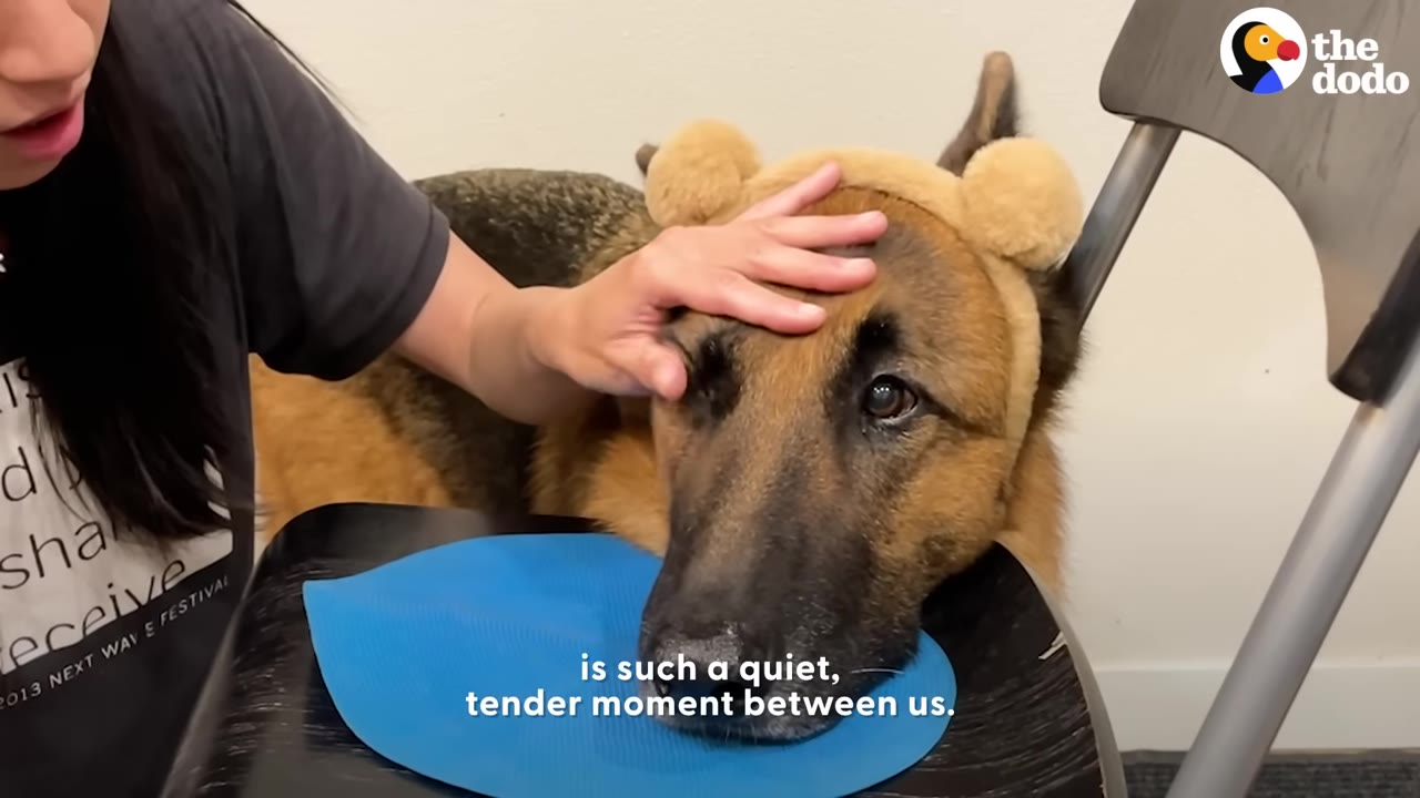 A woman gently rests her hand on the head of a senior German Shepherd wearing a plush headband with ears, as he rests his chin on a blue mat on a chair.