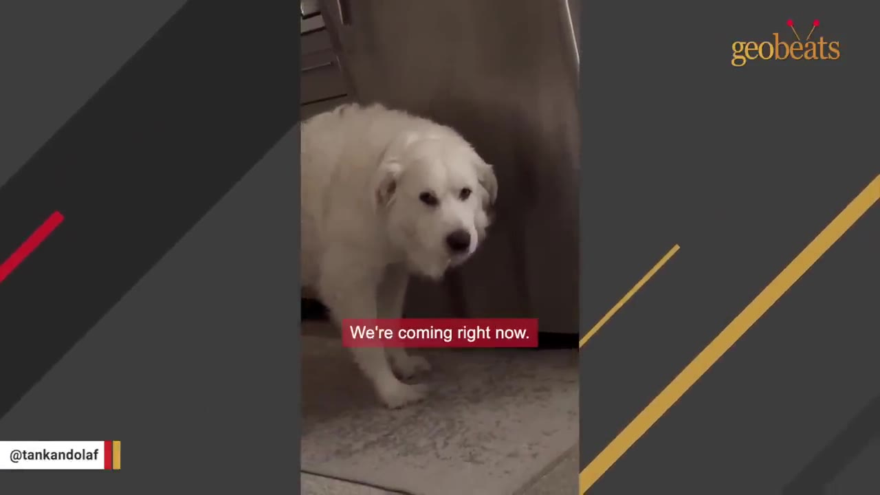 A large white dog stands indoors near a refrigerator, looking forward with a subtitle that reads, 'We're coming right now.'