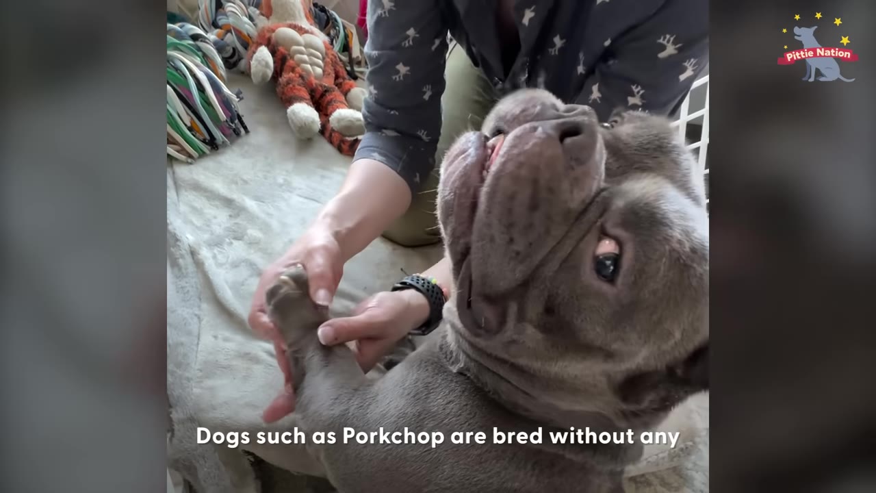 A gray bulldog named Porkchop looks up with a gentle expression as a person holds his front paw.