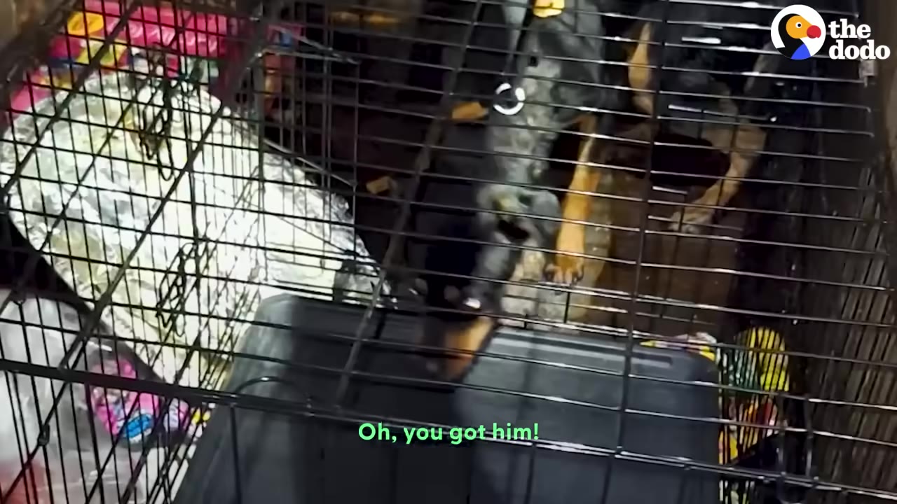 A black and tan dog looks up from inside a wire crate, with a subtitle reading 'Oh, you got him!'