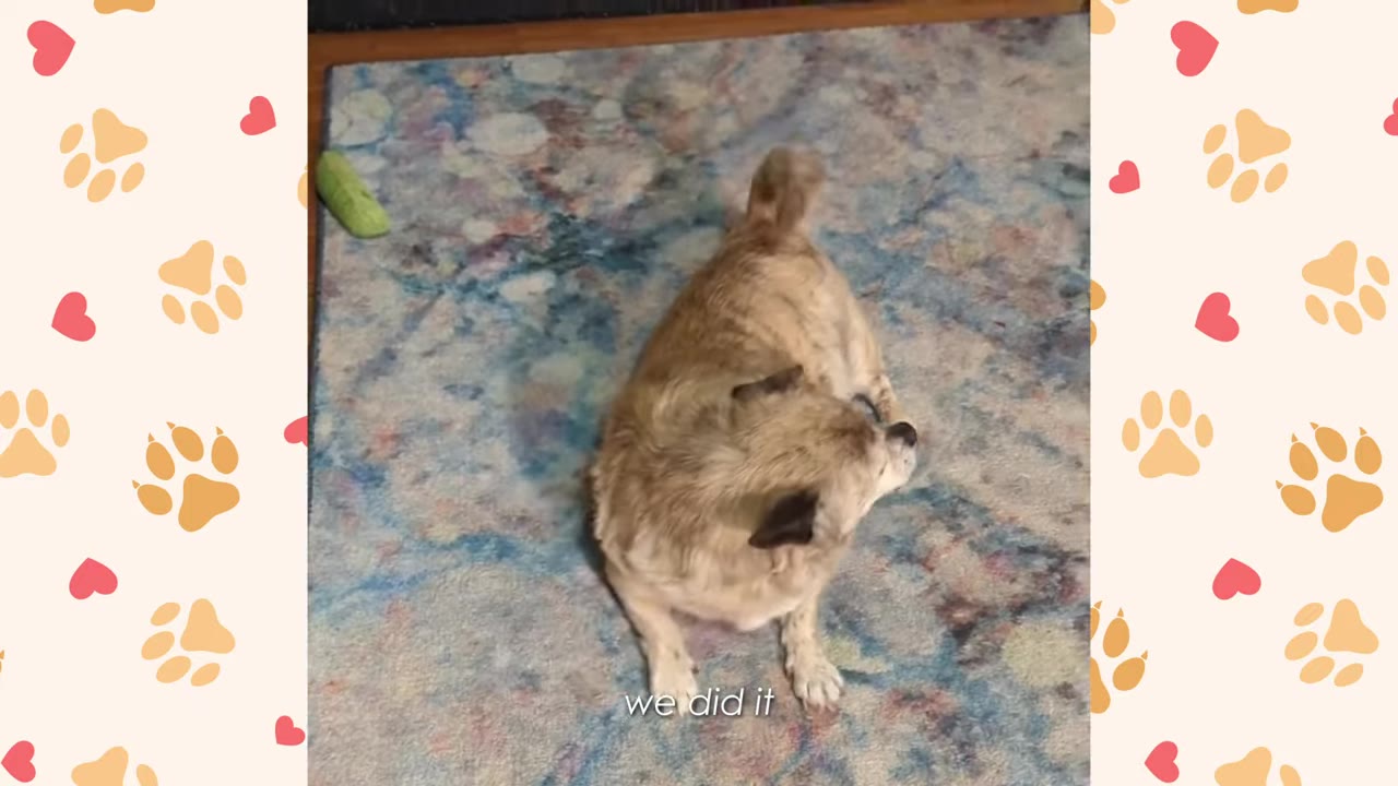 A small tan dog sitting on a blue and white patterned rug indoors, turning its head.