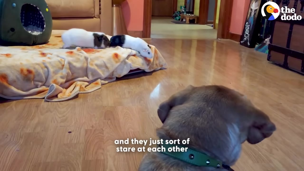 A light brown dog wearing a green collar looks from behind at two guinea pigs on a patterned blanket.