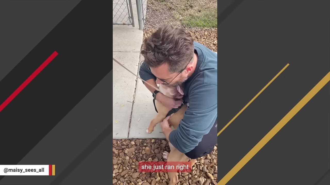 A man wearing glasses crouches down on a gravel path next to a concrete walkway, hugging a tan and white dog wearing a harness.