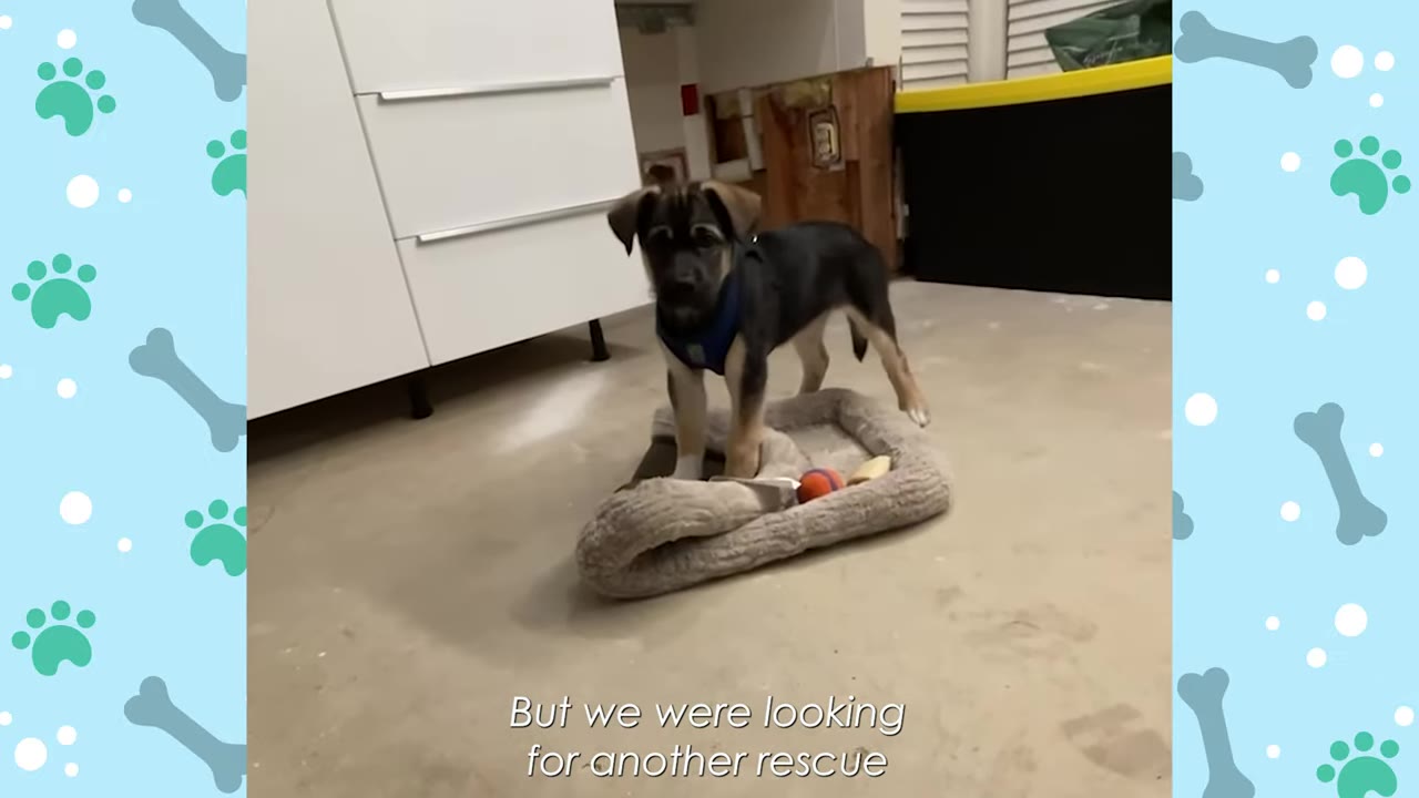 A small German Shepherd mix puppy wearing a blue harness stands on a dog bed on a concrete floor, with the text 'But we were looking for another rescue' displayed at the bottom.
