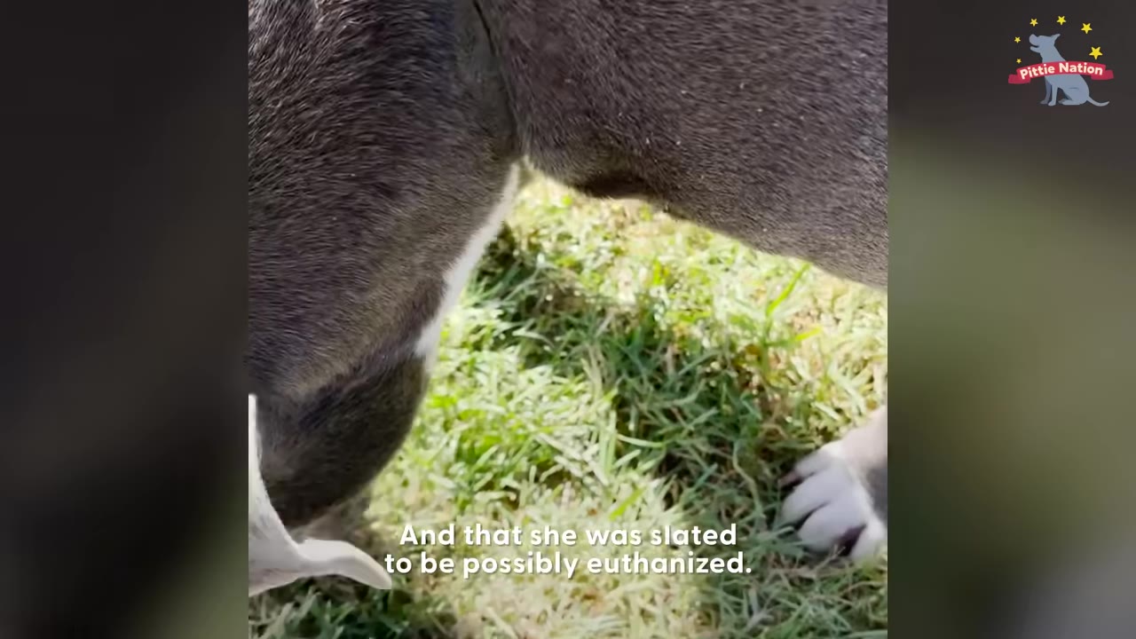 A close-up shot of a grey dog standing on green grass, with text on the screen reading 'And that she was slated to be possibly euthanized.'