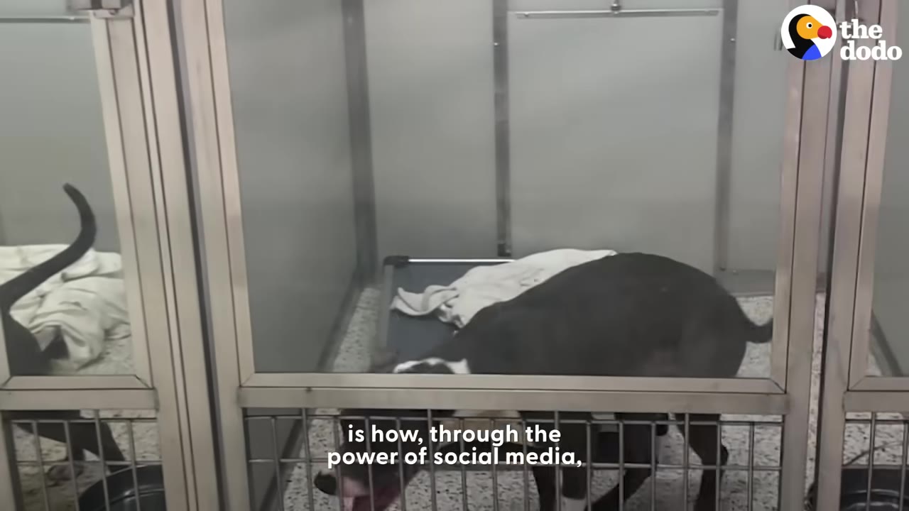 A grey and white dog stands inside a glass-walled shelter kennel with a cot and blanket in the background.