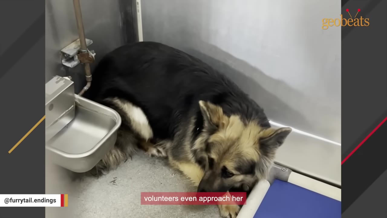 A fearful German Shepherd mix dog cowering in the corner of a metal shelter kennel next to a water bowl.