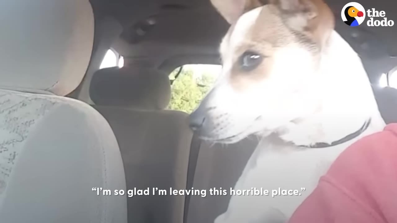 A white and brown dog sits inside a car, looking back out the window with text overlay that reads, 'I'm so glad I'm leaving this horrible place.'