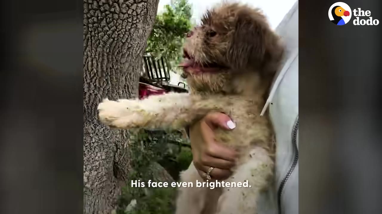 A small, scruffy dog being held in a person's arms outdoors, with a tree trunk visible in the background.
