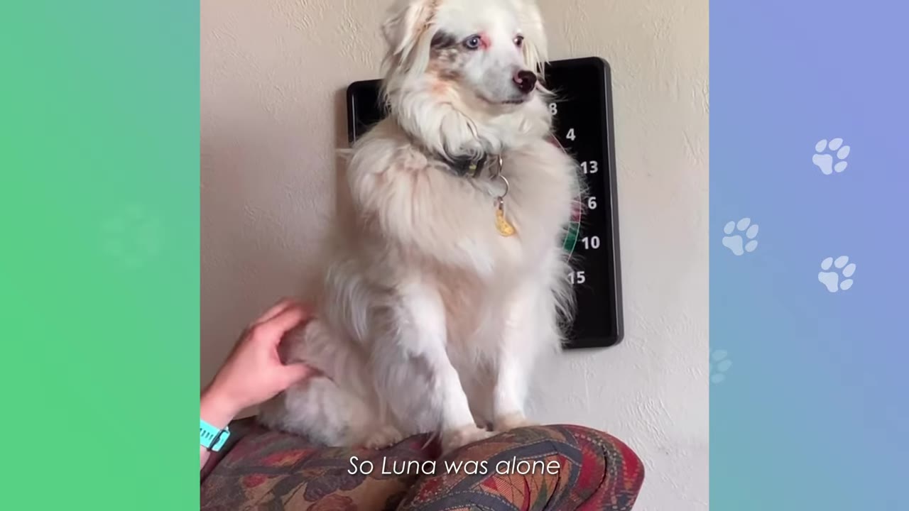 A fluffy white dog with light brown markings sits indoors on a patterned cushion, looking off to the side while a person's hand gently rests on its back.