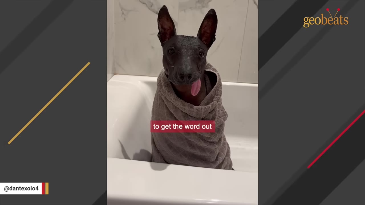 A hairless dog wrapped in a grey towel sits inside a white bathtub, looking directly at the camera with its tongue sticking out.
