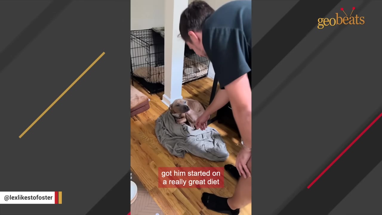 A man stands over a thin brown dog resting on a grey blanket on a wooden floor inside a home.