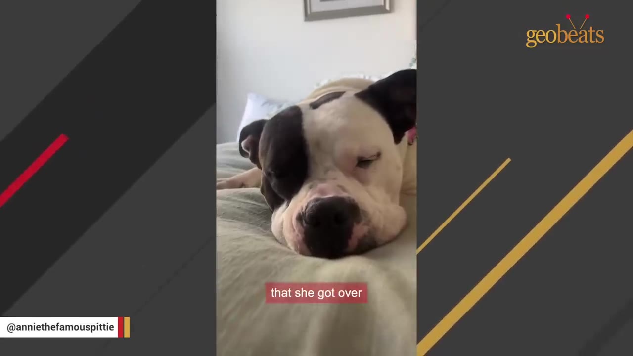 A close-up of a black and white dog resting its head comfortably on a bed indoors.