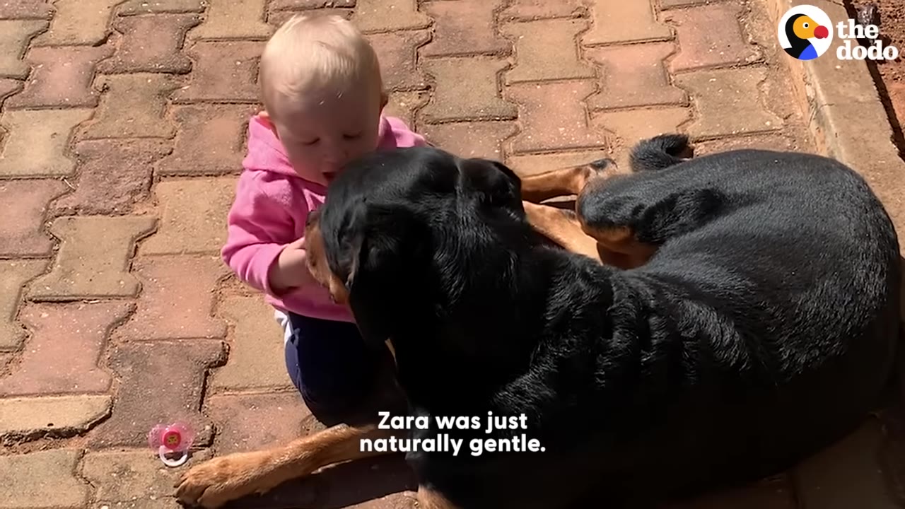 A young toddler in a pink hoodie sits on a paved patio next to a large black and tan Rottweiler lying down.